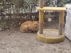 -萌兽医馆·犬猫专科·眼科中心·宠物医院(朝阳门分院)