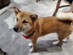 -more than meow吴止猫主题餐厅(承德 中船汇店)