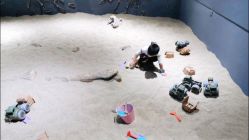 -恐龙探索乐园(磁器口店)