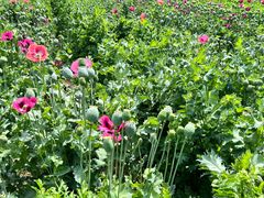 -国家植物园南园