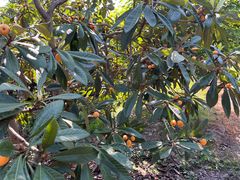 -塘栖枇杷特色园区