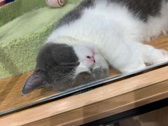 -狗道宠物(常熟印象城店)