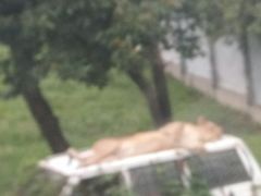 -西安秦岭野生动物园