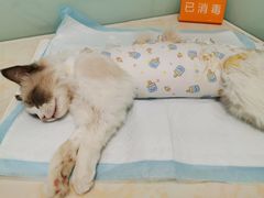 -纳吉亚猫专科动物医院博雅分院