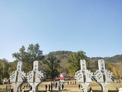 -千年银杏谷文化旅游区