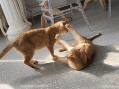 -共舞时光猫咖·狗咖(新街口店)