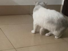 -御宝贝·A梦猫科宠物医院(国际猫友好医院)