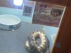 -上海大自然野生昆虫馆(东方明珠·爬宠昆虫探索中心)