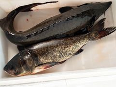 -江湖水乡铁锅炖魚(周庄嘉园店)