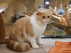-飞行喵MR PILOT|猫舍·猫咖(静安大融城店)