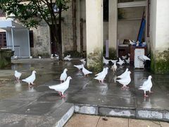 -赤坎·广东华侨国际旅游度假区