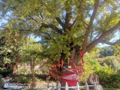 -遵化市禅林寺古银杏风景园