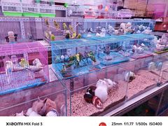 -花鸟鱼虫鲜花绿植市场(玉泉路店)