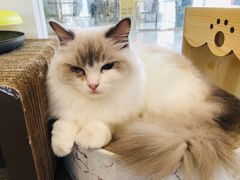 -瞄一喵猫咖(格力海岸店)