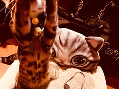 -猫大福·Fortune Cat猫舍(百子湾店)