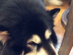 -more than meow吴止猫主题餐厅(承德 中船汇店)