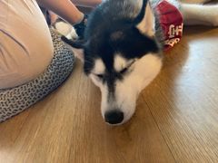 -Husky Go! 哈士奇体验馆·宠物咖啡厅狗咖