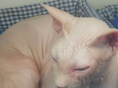 -喵园·猫主题咖啡厅·撸猫·猫咖(国贸店)