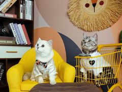 -超宠爱宠物摄影-Super pet