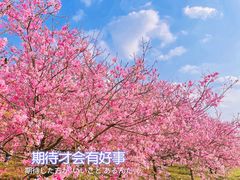 -天适樱花悠乐园