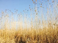 -长兴太湖图影湿地文化园