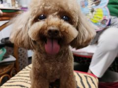 -PETKIT 小佩宠物·低压洗护·美容·寄养(安远店)