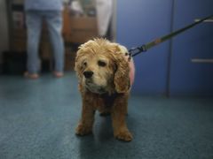 -北京赛佳动物医院