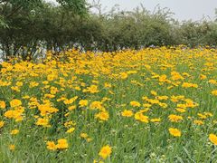 -大兴滨河森林公园