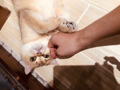 -momokira米努特·德文卷毛猫·棉花面纱犬