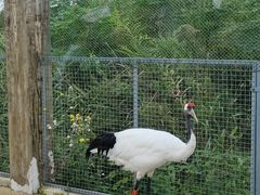 -盐城丹顶鹤湿地生态旅游区