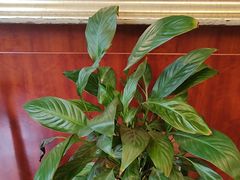 -小八仙·宴(三峡茶庄店)