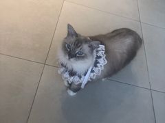 -怪兽屋·羊驼·猫咖·狗咖(俊华广场店)