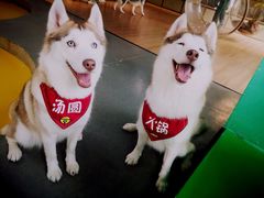 -Husky Go! 哈士奇体验馆·宠物咖啡厅狗咖
