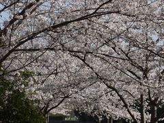-高东镇樱花园