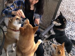 -柴犬高等学院·狗咖·柴犬售卖·宠物训练
