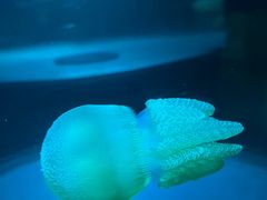 -悉尼海洋生物水族馆
