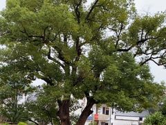 -清漾毛氏文化村