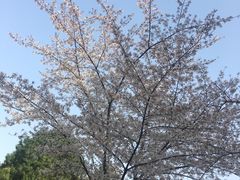 -西安青龙寺遗址景区