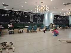 -安格丽娜·狗咖·猫咖羊驼咖(春熙路百盛商场店)