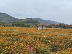 -径山花海