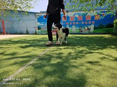 -宠物寄养训练学校