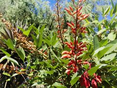 -墨尔本皇家植物园