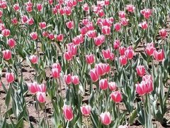 -长春公园(普阳街道)