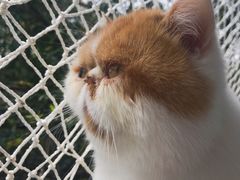 -喵屿·大理花园猫咖