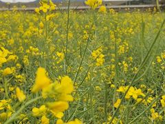 -光明小镇欢乐田园