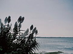 -莲花岛景区