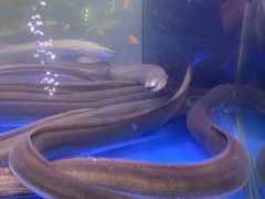 -本炙炭烤·蒲烧活鳗料理店(金沙洲店)