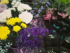 -宝鸡东道花鸟鱼虫市场(吉利花园商场店)