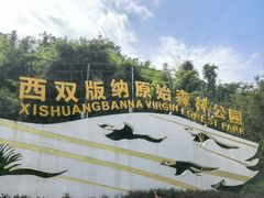 -西双版纳原始森林公园