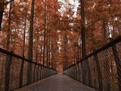 -黄海国家森林公园